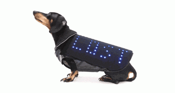 Disco Dog manteau connecté chiens