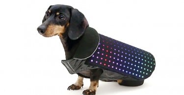 Disco Dog manteau connecté chiens