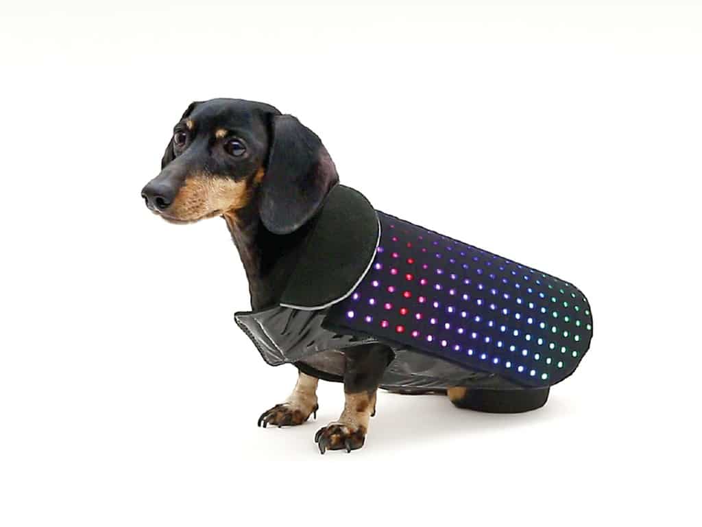 Disco Dog manteau connecté chiens 