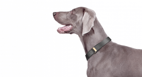 Beagard collier connecté tracker chien