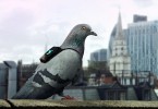 Air Patrol pigeons connectés pollution Gary Fuller