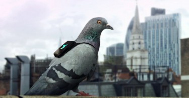 Air Patrol pigeons connectés pollution Gary Fuller