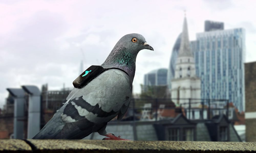 Air Patrol pigeons connectés pollution Gary Fuller