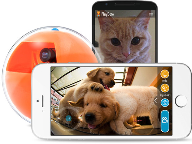 playdate camera animaux