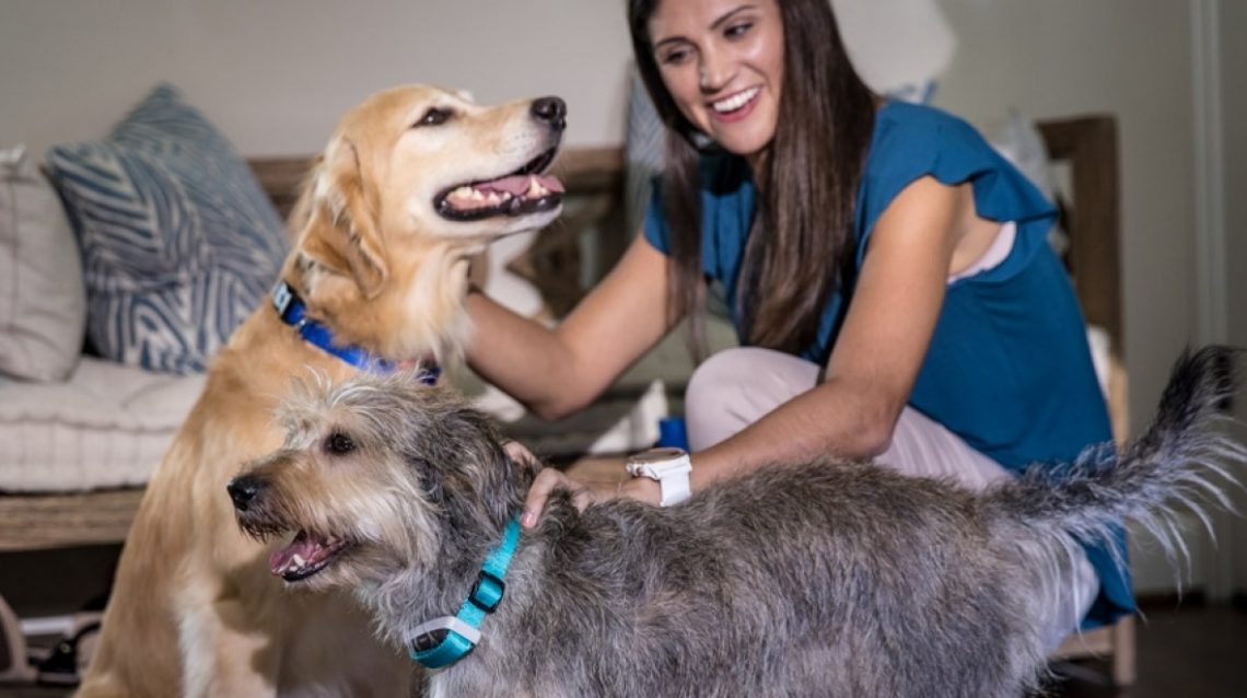 Delta Smart collier connecté chiens Garmin