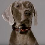 Delta Smart collier connecté chiens Garmin