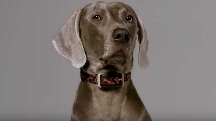 Delta Smart collier connecté chiens Garmin