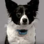 Delta Smart collier connecté chiens Garmin