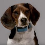 Delta Smart collier connecté chiens Garmin