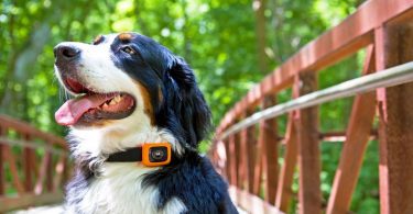 Scout Traks tracker surveiller votre chien Motorola