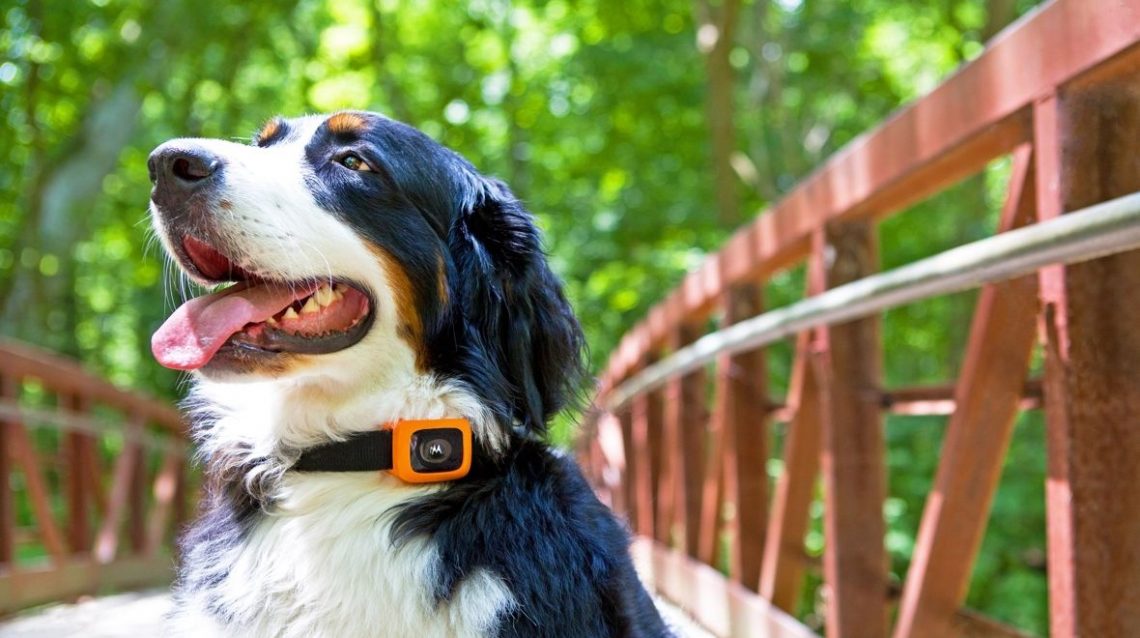 Scout Traks tracker surveiller votre chien Motorola