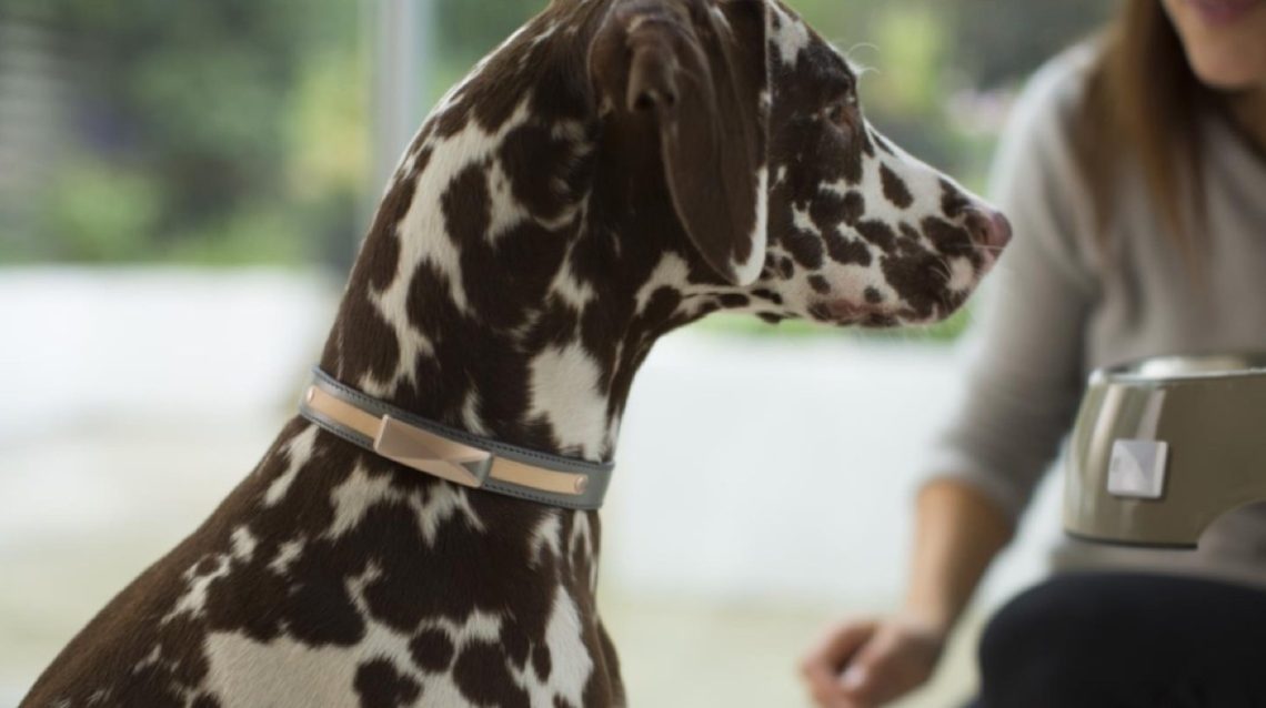 collier connecté de Felcana suit la santé et le comportement de votre animal