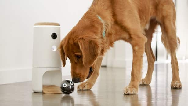 Pupple L’objet connecté pour divertir vos chiens 