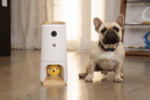 Pupple L’objet connecté pour divertir vos chiens 1