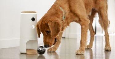 Pupple L’objet connecté pour divertir vos chiens