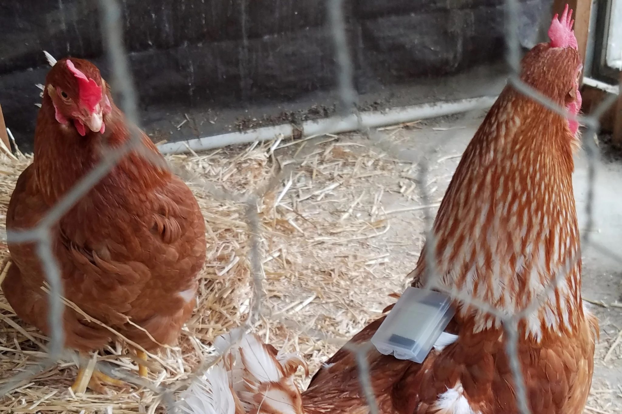 Des Fitbits pour poulets détectent les infestations d'acariens