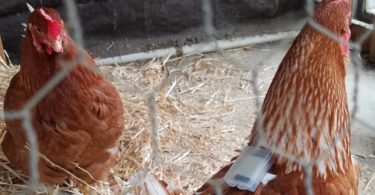 Des Fitbits pour poulets détectent les infestations d'acariens