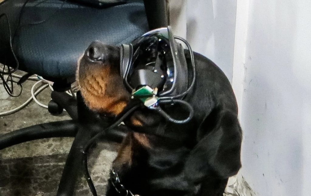 Des lunettes AR pour les chiens de l’armée américaine