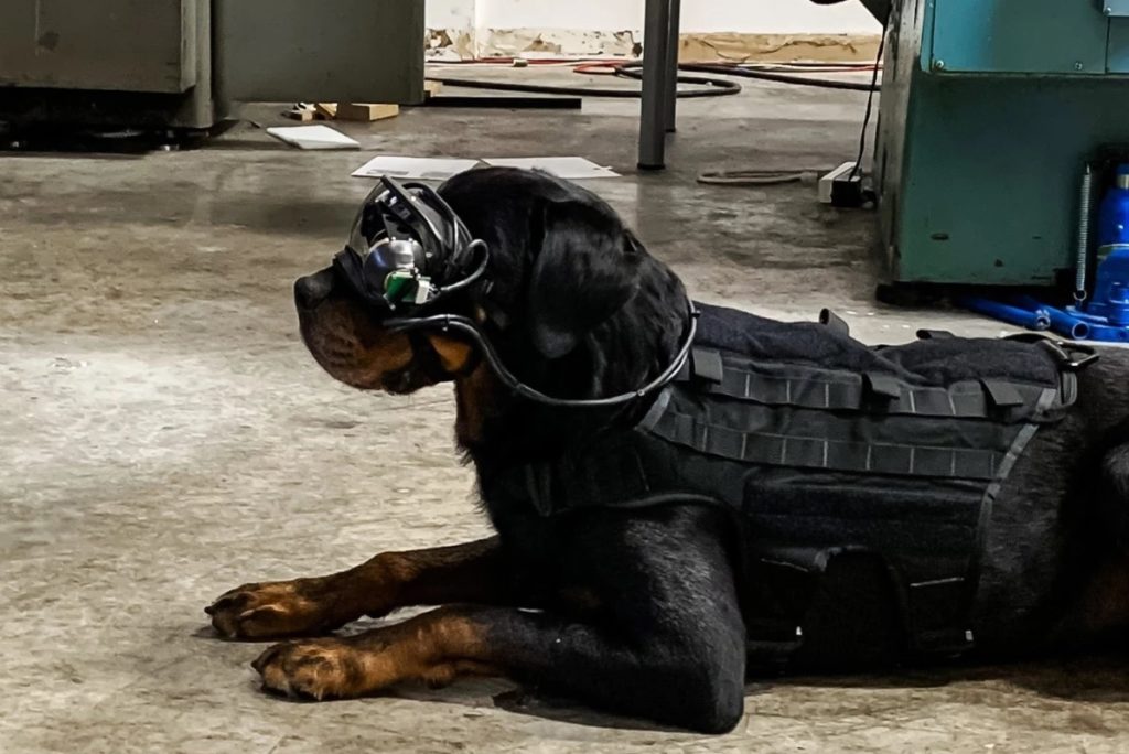 Des lunettes AR pour les chiens de l’armée américaine