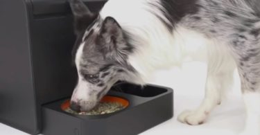 Le Kibus sert automatiquement des repas chauds pour les chiens