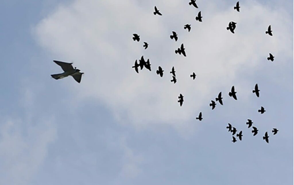 RobotFalcon - Un faucon robotisé effraie les oiseaux pour les éloigner de la trajectoire des avions