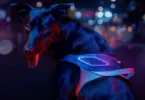 JK9 Sync - Un harnais intelligent pour chiens urbains