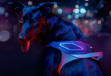 JK9 Sync - Un harnais intelligent pour chiens urbains