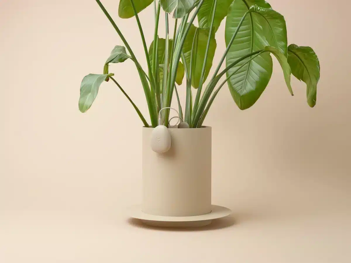 OKO un assistant d'entretien des plantes connecté
