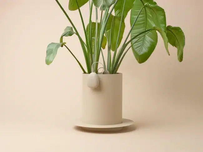 OKO un assistant d'entretien des plantes connecté